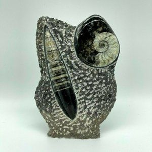 Ammonite Goniatite & Orthoceras in Rock Free Stand